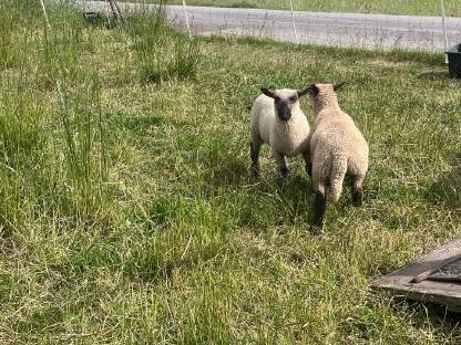 Bild 2:Shropshire-Widder