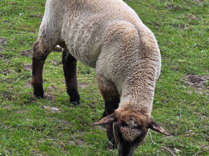Schaf oder Lamm