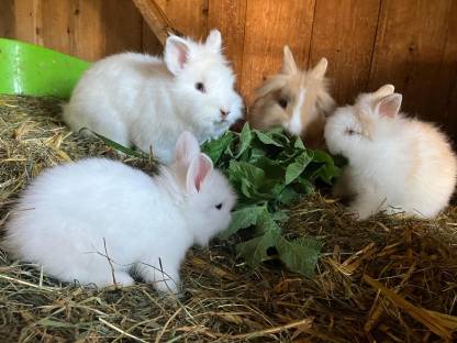 Bild 6:Kaninchen
