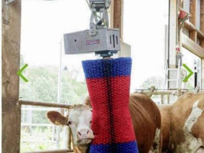 Bild 2:Swing Kratzbürste neues Modell