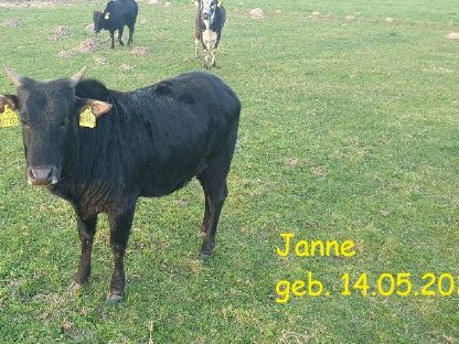 Bild 2:Mehrere Zwergzebu männlich/weiblich