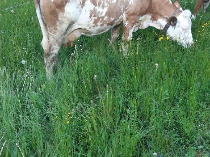 Bio-Milchkuh oder Mutterkuh