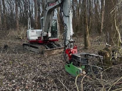 Bild 2:Energieholzernte, Bestandespflege, Durchforstung