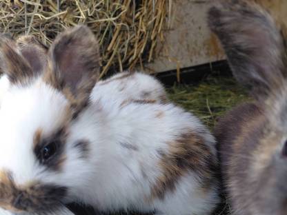 Rheinische Schecken, Kaninchen, Fleischhasen