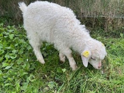 Bild 2:Zwerg-Zebu und Cashgora Ziege