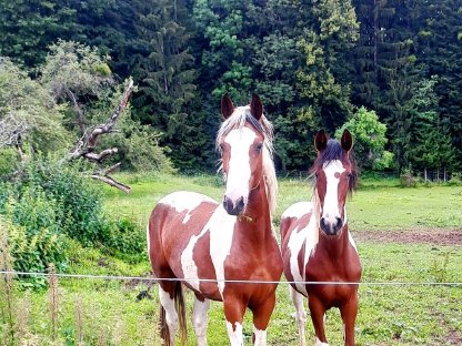 Bild 6:Pinto Junghengst