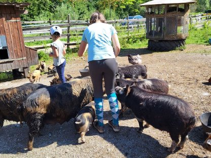 Bild 5:Kune Kune Schweinchen