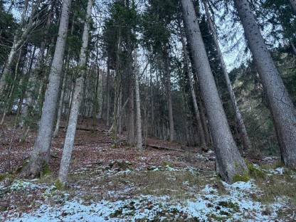 Bild 2:Verkaufe Wald