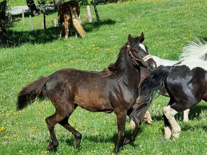Bild 3:Araber Stute Jährling Rappe (PB)