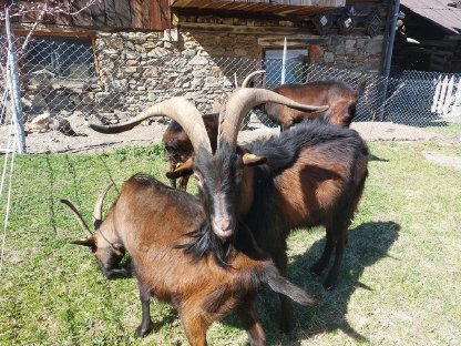 Pinzgauer Bock
