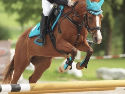 Deutsches Reitpony sucht liebevolles Zuhause