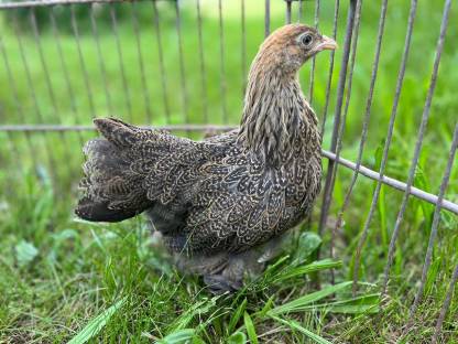 Zwerg Brahma