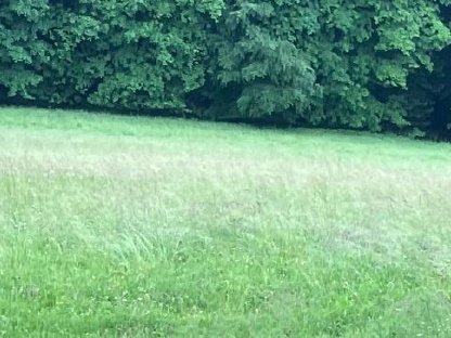 Pferdeheu ab Feld 1. Schnitt