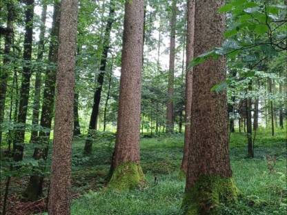 Mischwald