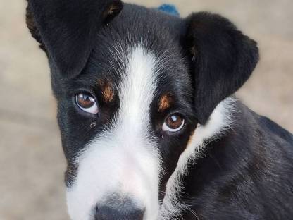 Border Collie Welpen