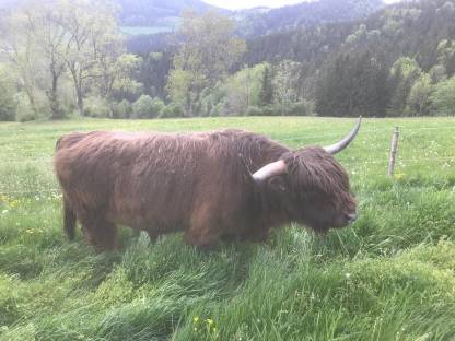 Dunfarbener Hochlandrind-Zuchtstier, BIO