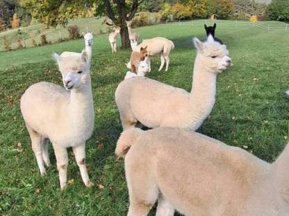 Alpakas