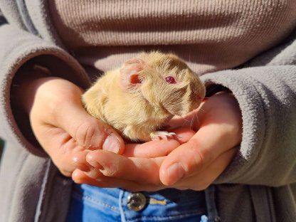 Reinrassige Lilac Meerschweinchen