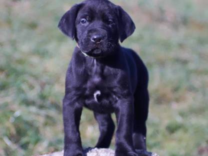 Bild 6:Broholmer Welpen - Dänischer Königshund