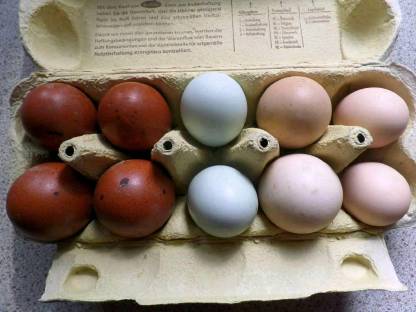 Bild 2:Eier von Araucaner, Maran & Lari reinrassig