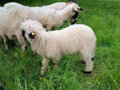 Bild 6:BIO Walliser Schwarznasen Widderlamm JOHANNES herdbuchfähig