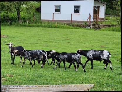 Bild 3:Krainer Steinschaflämmer
