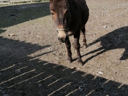 Bild 2:Wunderschöne Muli-Stute