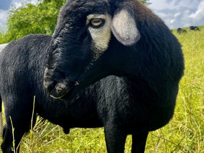 Bild 3:Krainer Steinschaf Widder Mian