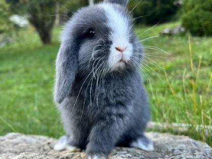 Baby Hasen Mini Lop