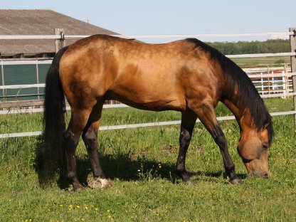 Bild 7:Deckanzeige American Quarter Horse Hengst Onelittlestepforluna