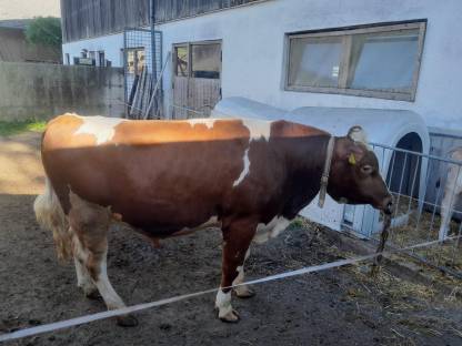Stier