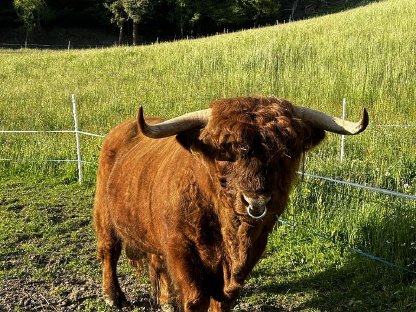 Bild 2:Stier Cäser mit Herdenbuch