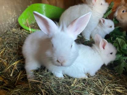 Bild 4:Kaninchen