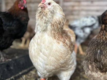 Verschiedene junge Hühner