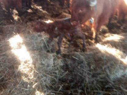 Bild 4:Hochlandrinder günstig abzugeben, Kälber, Jungvieh