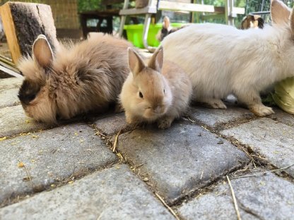 Kaninchenbabys und Erwachsene