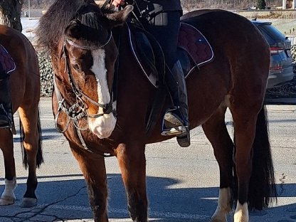 Österreichische Warmblut Stute