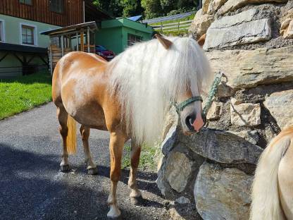 Bild 2:Haflingerstute 7-jährig