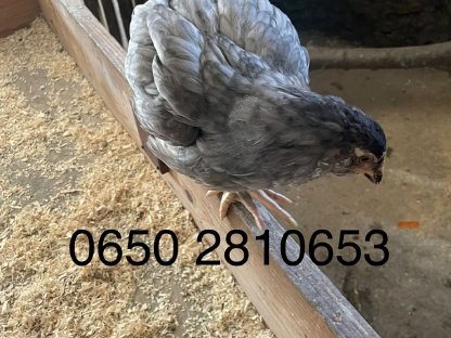 Ameraucana/Blumenhuhn Hahn