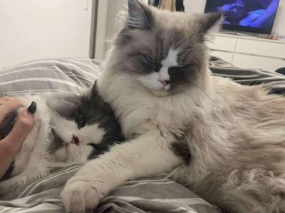 Perser & Ragdoll Hauskatzen