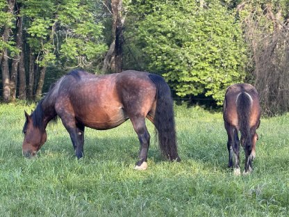 Bild 2:Norikerhengstfohlen