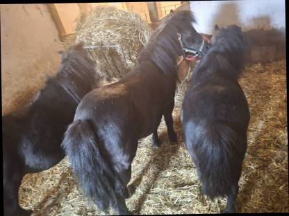 3 Shetlandponys