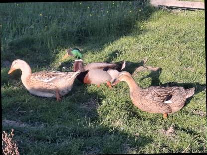 Rouen Clair Enten