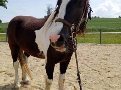 Toller Mix sucht neues Zuhause