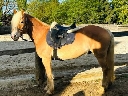 Vielversprechender Tiroler Haflinger-Wallach