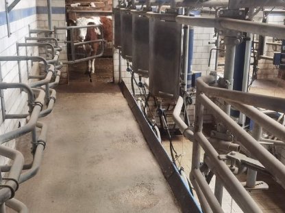 Bild 6:Melkstand Doppelvierer Alfa Laval