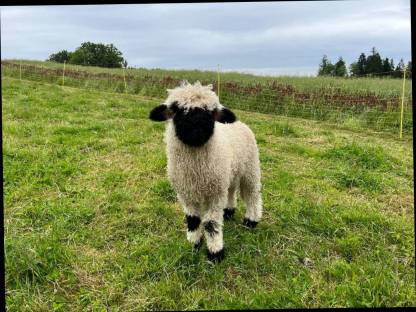 Walliser Schwarznase Widder & Aue