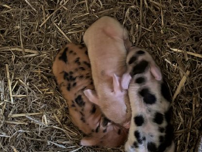 Warum Kune Kune besser sind als 'Minischweine'