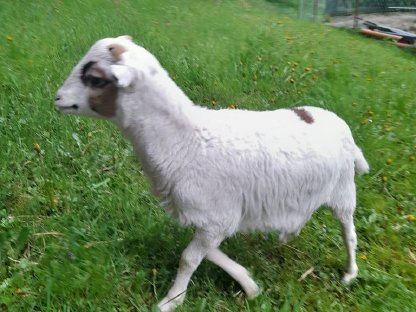 Kamerunschaf - Bock
