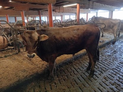 Verkaufe HB Braunviehstier